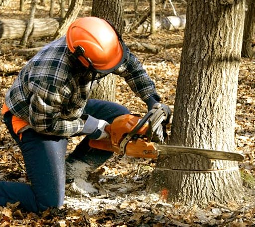 Tree Removal in War, WV